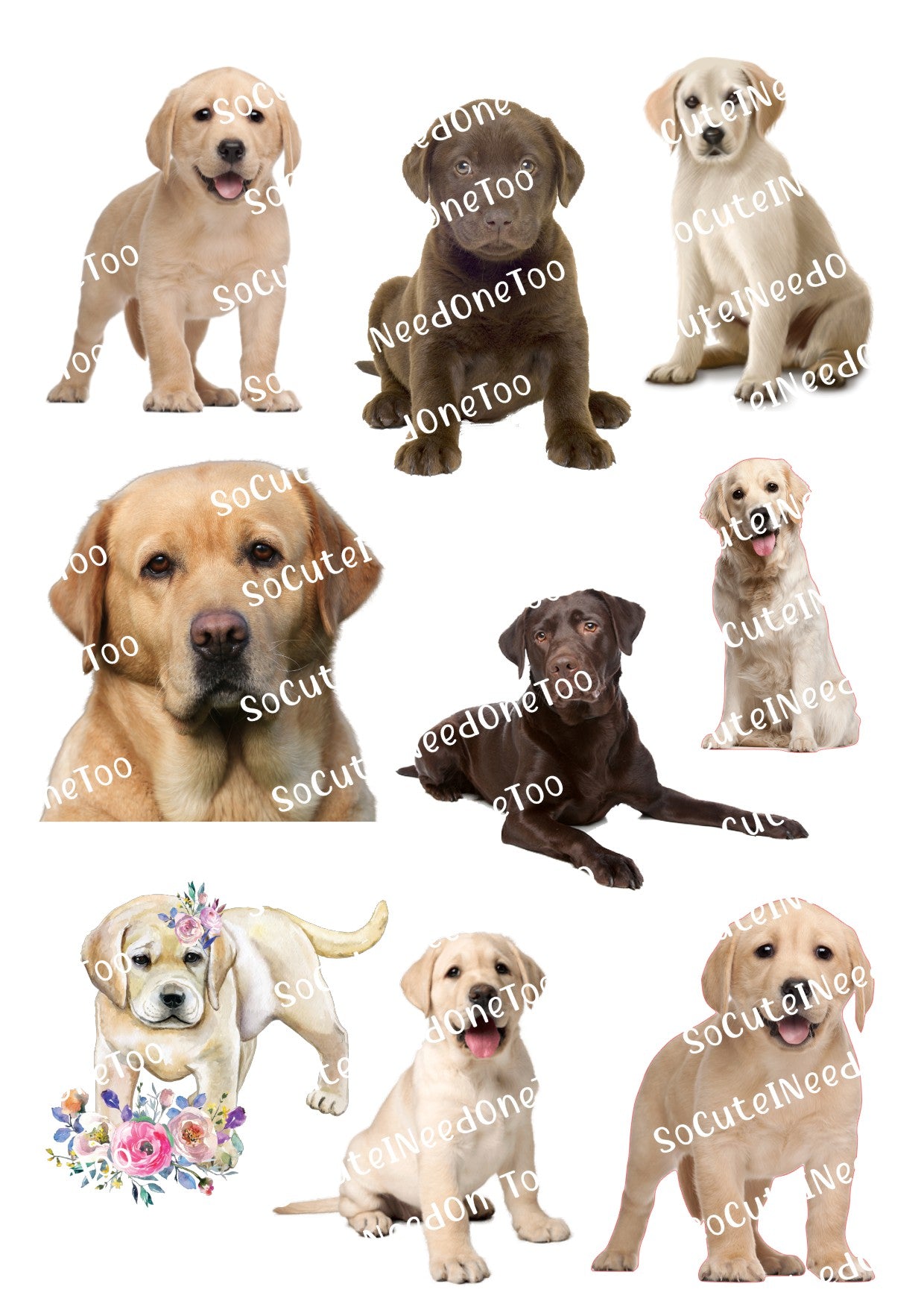 Perros de laboratorio sobre papel de agua transparente/blanco listo para usar