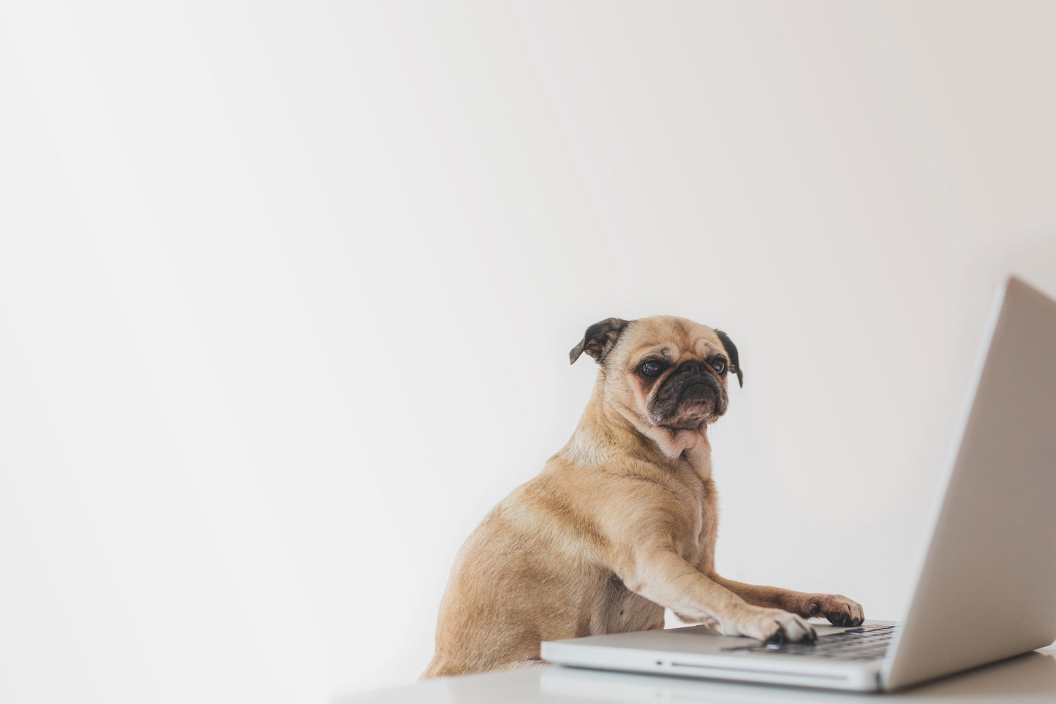SCINOT business-pug-working-on-laptop